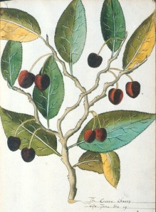 "Tradescant Orchard" - Ms. Ashmole 1461, folio 23r ©Bodleian Library, University of Oxford