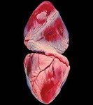 © Geoffrey Harrison 2013