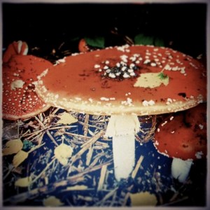 amanita