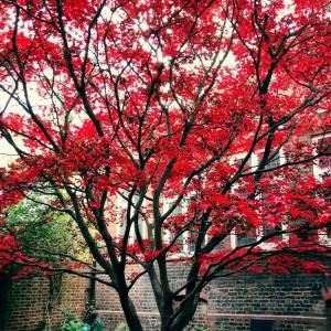 15025521_10209709401786112_1312758388199074246_o