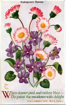 Coley Shakespeare daisies