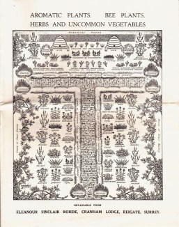 rohde aromatic plants