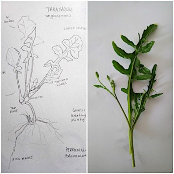 tarassaco rucola